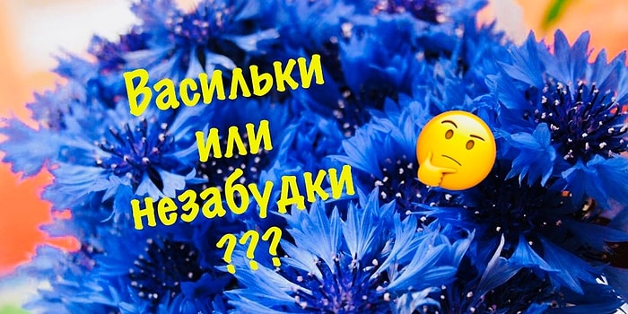 Тест для настоящих садовников: Сможете ли вы угадать названия дюжины цветов по фото?