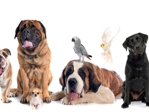 6. Какого домашнего питомца вы хотели бы завести?