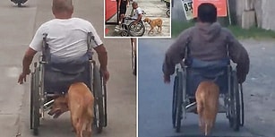 Tekerlekli Sandalyeye Mahkum Olan İnsan Dostuna Yardımcı Olan Köpek