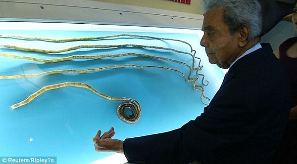 3. Когда Чиллал в последний раз измерял длину ногтей, она составляла 908,6 см – практически столько же, сколько и автобус.