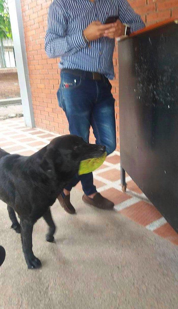 Negro, Kolombiya Üniversitesi'nde yaşayan sevimli mi sevimli bir köpek.