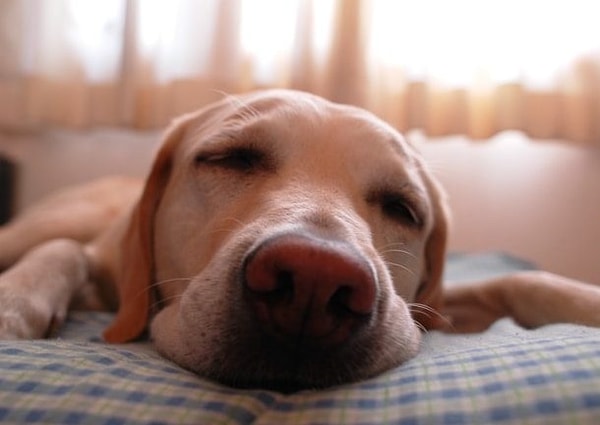 13. Животные тоже видят сны