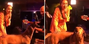 Leman Sam'a Sahnesinde Eşlik Eden Efkarlı Köpek