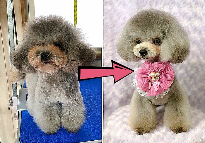 Парикмахер из Японии так преображает собак, что их хозяева с трудом узнают своих питомцев