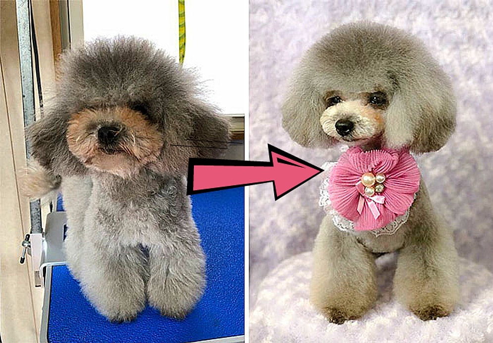 Парикмахер из Японии так преображает собак, что их хозяева с трудом узнают своих питомцев