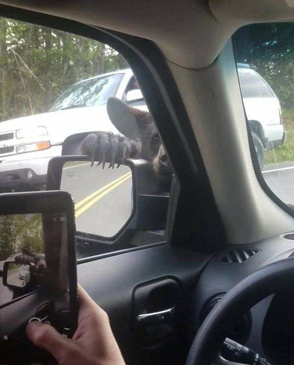 4. Это что за покемон? Интересно то, что кто-то вместо того, чтобы бежать, фоткает, как водитель фоткает это нечто