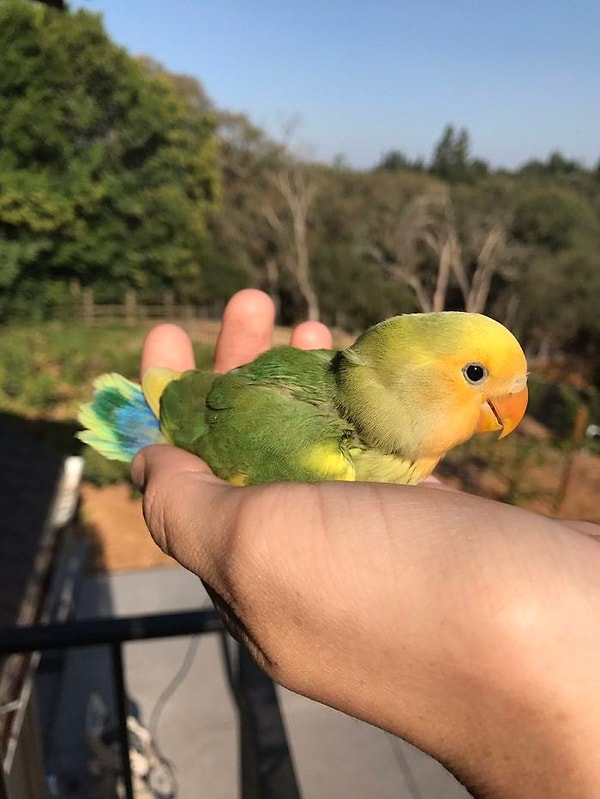 4. И девушка нашла своему попугаю подружку!