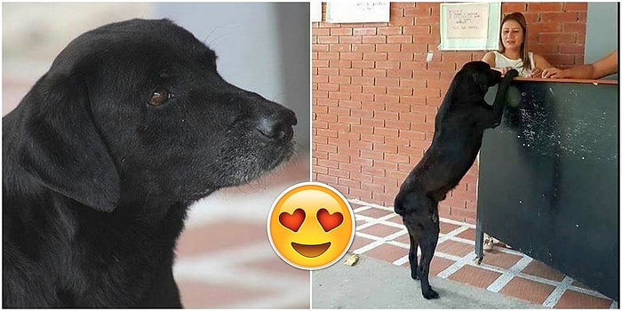 Колумбийский пёс решил последовать примеру студентов, получающих обед за деньги, и начал расплачиваться листьями