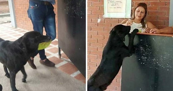 По словам студентов, псу очень нравится такая процедура и сам процесс. Он всем своим видом показывает, что он такой же член общества, как и все эти люди, протягивающие свои "бумажки" 👏👏👏