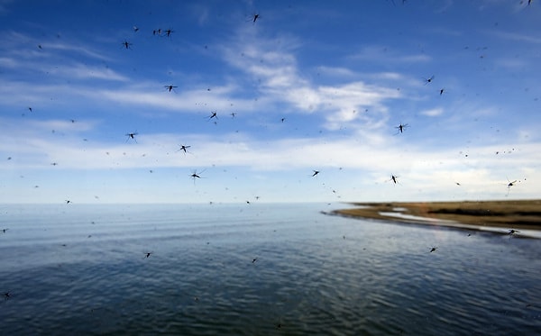 14. Стаи комаров на Аляске 19 июля 2011 года.