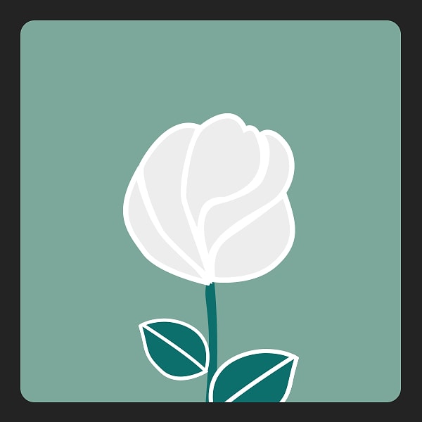 Белая роза: в любви вы настоящий магнит для партнера