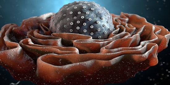 Dünya Bir Hücre Olsa Sen Hangi Organel Olurdun?