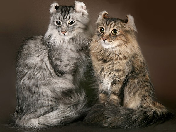 1. Какая это порода?