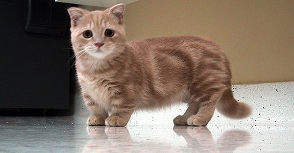 2. Какая это порода?