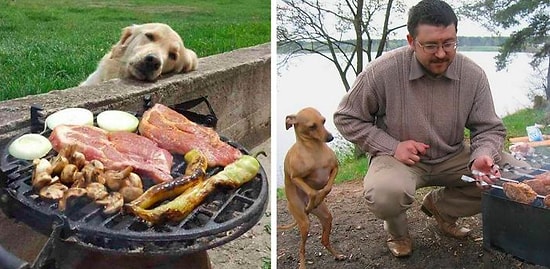 До слез: 32 фото с собаками, когда просто невозможно отказать, если они смотрят на еду