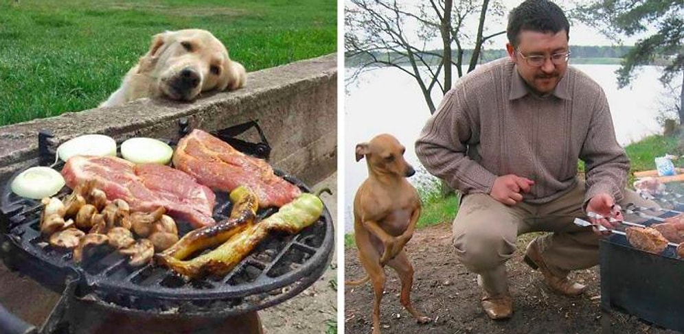 До слез: 32 фото с собаками, когда просто невозможно отказать, если они смотрят на еду