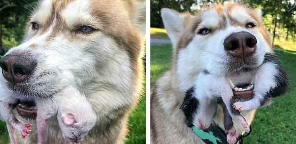 2. Собака умчалась в лес и начала кружить вокруг картонной коробки, а хозяйка даже и малейшего представления не имела о том, что там может быть. Но каково же было её удивление, когда собака нырнула мордой в коробку и извлекла оттуда крошечного белого котёнка 😳