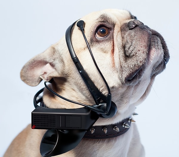 11. Не поверите, но переводчик языка животных на человеческий уже тоже готов и ждет своего часа! Теперь-то вы узнаете, насколько сильно вашей кошке плевать на вас...