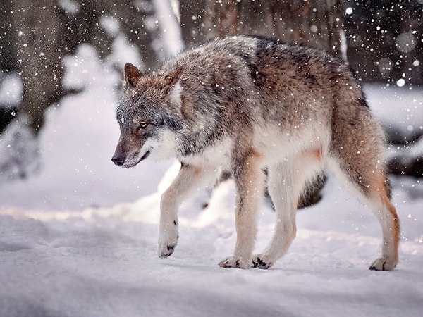 Вы одинокий волк!