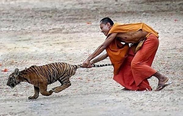 21. Нет, ну с огнём же играет 🐅