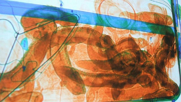 10. Змеи и ящерицы