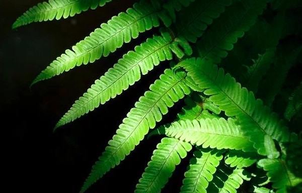 1. Зеленый пигмент в растениях, который поглощает солнечный свет и превращает его в энергию для «кормления» растения, называется: