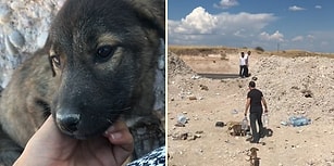 Dağ Başına Bırakılan Onlarca Yavru Hayvanı Instagram'dan Yaptıkları Çağrıyla Sıcak Yuvalara Kavuşturan Güzel İnsanlar