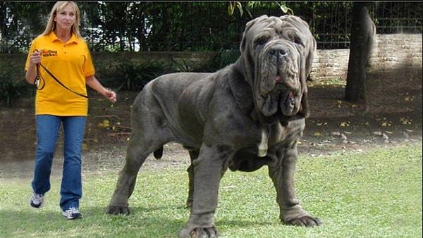 11. Dünyanın en büyük köpeği Herkül! Boyu 1 metreyi aşıyor ve ağırlığı 128 kiloyu geçiyor.