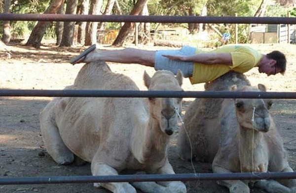 8. Ух ты! Это же планкинг на верблюдах!