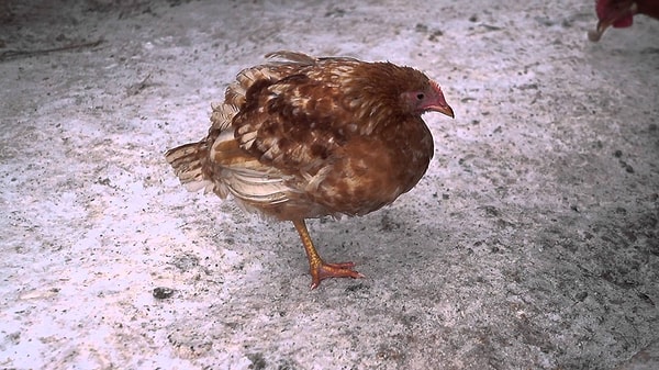 7. Если курица стоит на одной ноге, то скоро будет...