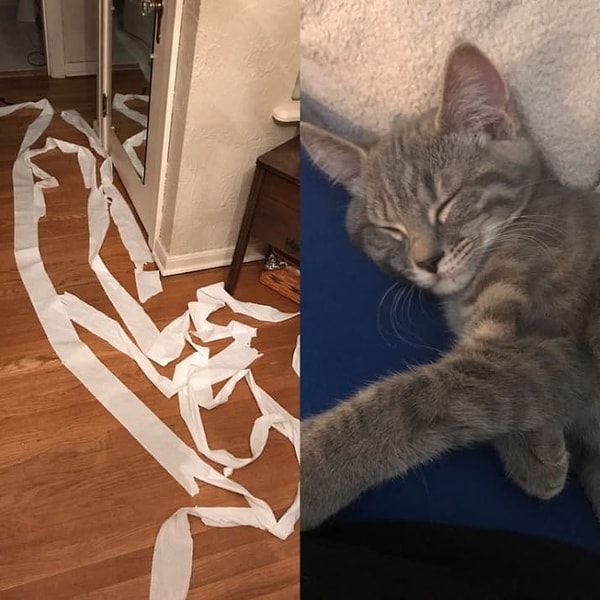 6. Разрушитель туалетной бумаги: