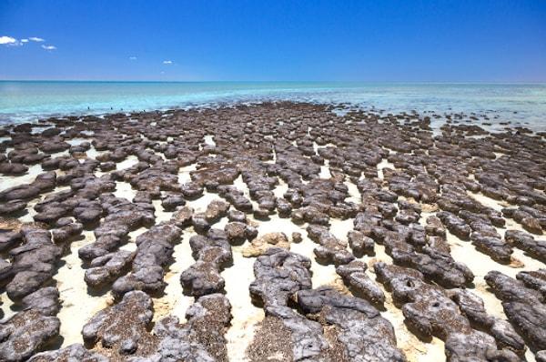 15. Deniz stromatolitleri