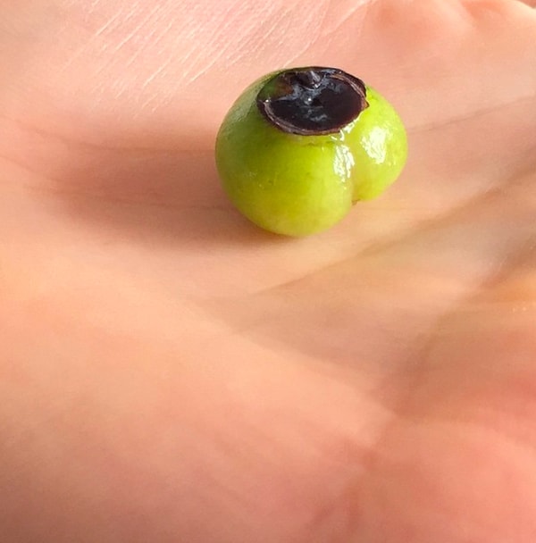 4. А вот очищенная ягода голубики в действительности зелёная...