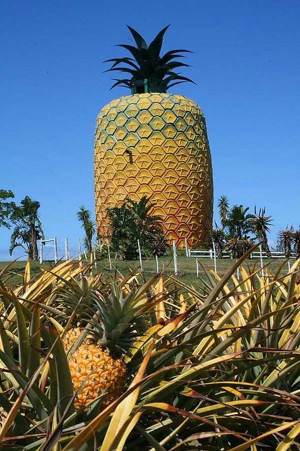 25. Büyük Ananas (Queensland, Avustralya)
