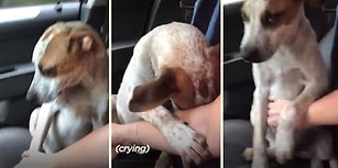 Kendisini Sokaktan Kurtaran Kadına Teşekkür Etme Şekliyle Kalpleri Eriten Köpek