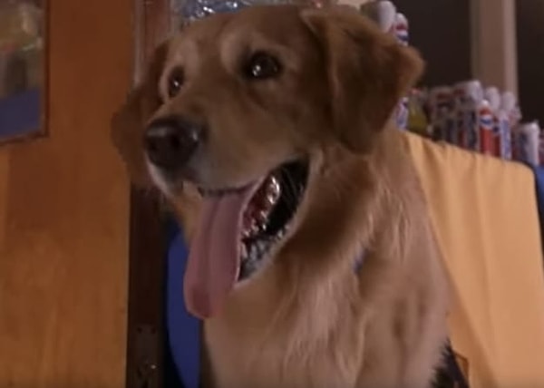 1. Поехали, из какого фильма эта собака?