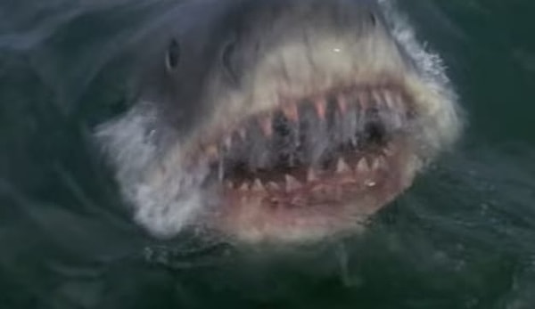 3. Эту акулу вы могли видеть в фильме...