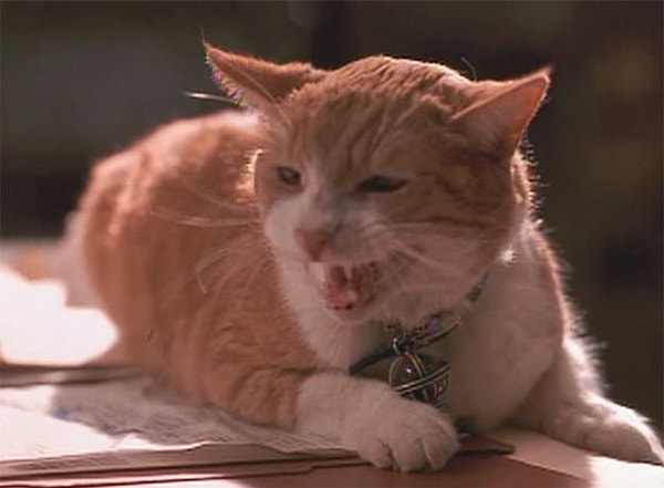 8. Припоминаете кино, где "сыграла" эта кошка?