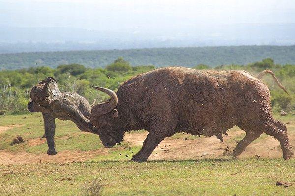 21. Yavru file darbeyi indiren buffalo.