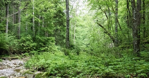 4. Затеряна в лесах Баварии