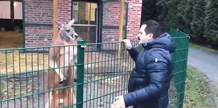 Kangurunun Sahte Mehdi Tuncer Çiftçi'yle İmtihanı