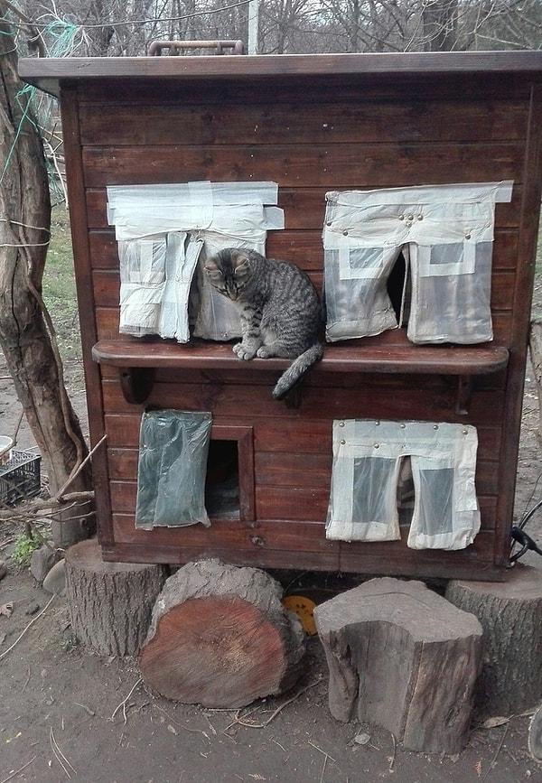 15. İçerisinde mama kabı ve kilim bulunan kedi evlerini inşa eden hayvan severler!