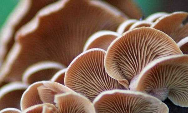 6. Внимательно приcмотритесь: