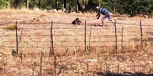 Daha Ne Kadar Canileşebiliriz? Bodrum'da Bir Adam Avlanan Şahini Kürekle Öldürdü