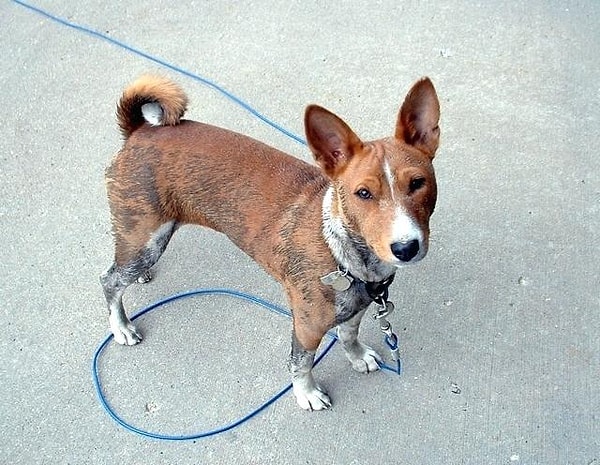 7. Так что постарайтесь не делать слишком резких движений во время того, как ваш пес справляет естественную нужду.