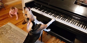 Piyano Resitali Veren Bir Köpek ve Ona Eşlik Etmek İçin Emekleyerek Yanına Gelen Bebeğin Muhteşem Anları