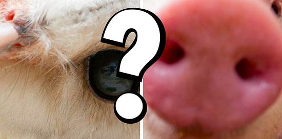 Тест: Покажите свои знания зоологии и определите животное по фото части тела