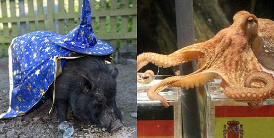 Необычные случаи, когда угрозы в свой адрес получали не люди, а животные