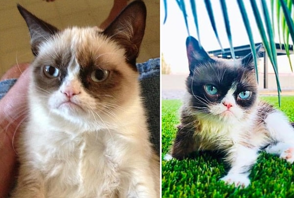 10. Сердитый кот (Grumpy Cat)
