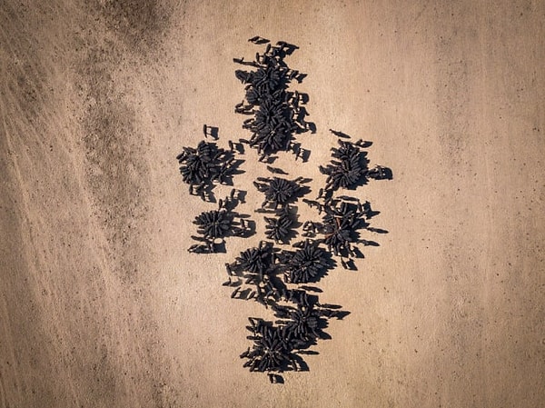 22. Кормление скота во время засухи в Австралии.